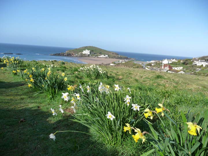 bigbury-on-sea photos daffodils