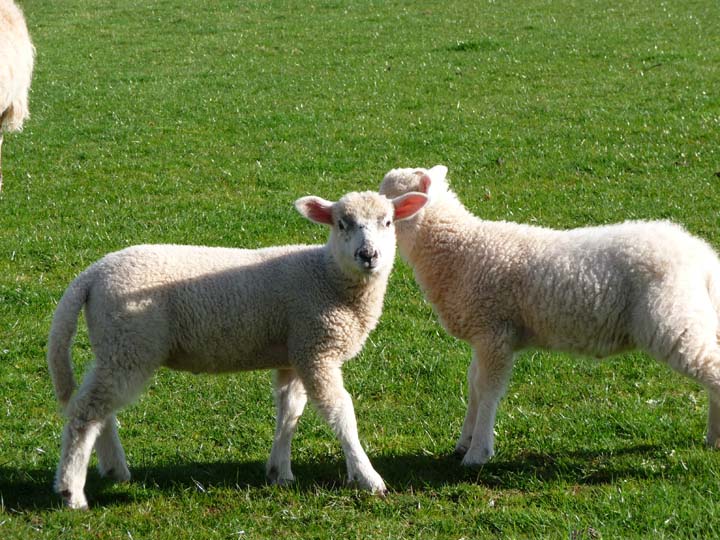 bigbury-on-sea photos young lambs in spring